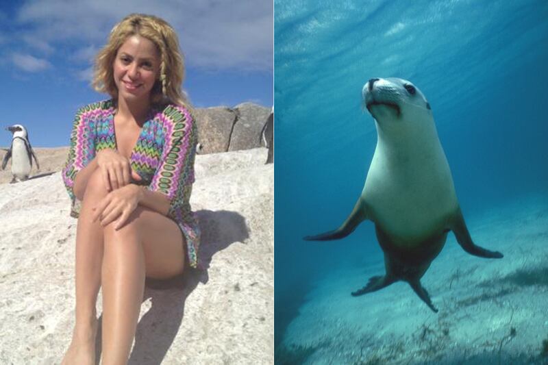 galleries/2012/02/15/shakira-attacked-by-sea-lion-and-more-celebrity-animal-attacks-photos/when-animals-attack-shakira_e2t3pg