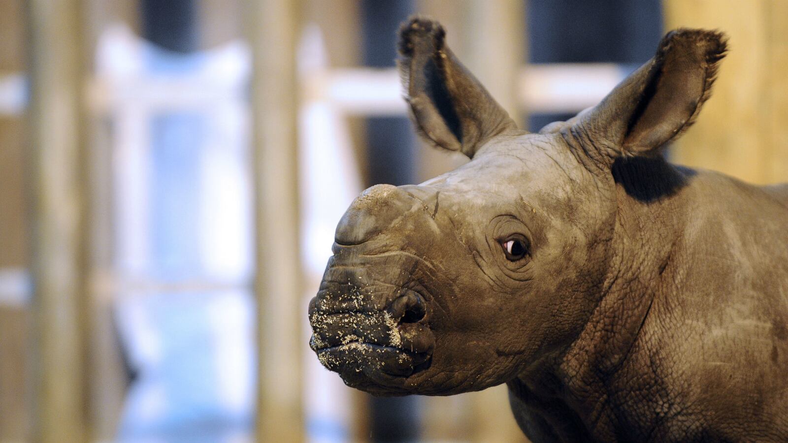 cheats/2014/12/15/one-of-six-remaining-white-rhinos-dies/141215-rhino-cheat_lnnptw