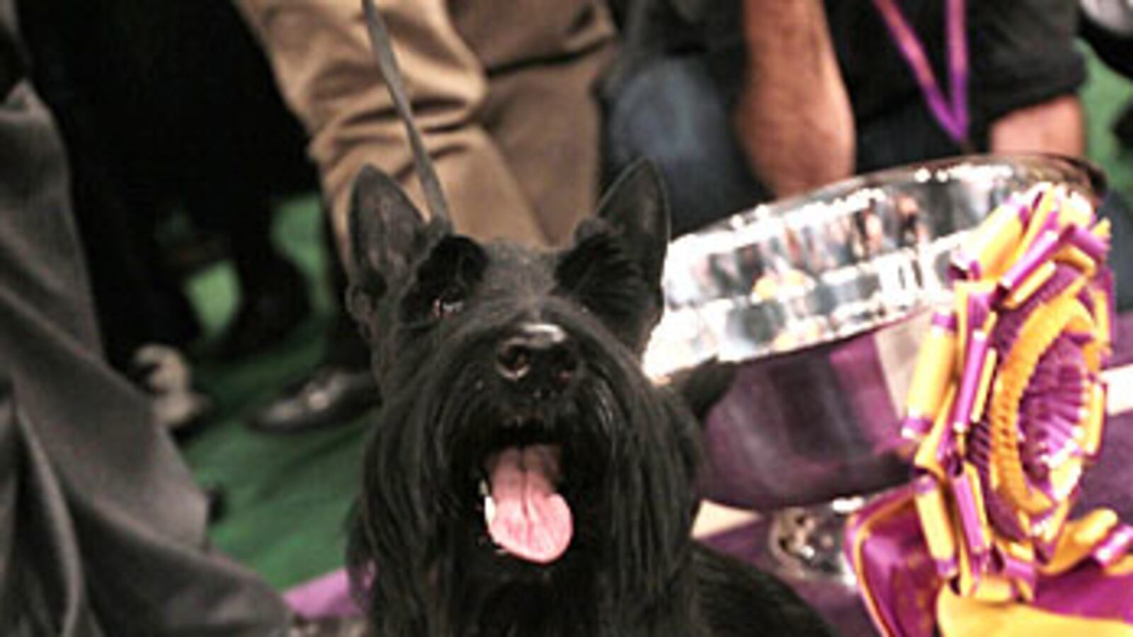 cheats/2010/02/16/scottish-terrier-wins-best-in-show/sadie-the-scottish-terrier_zbpyuq