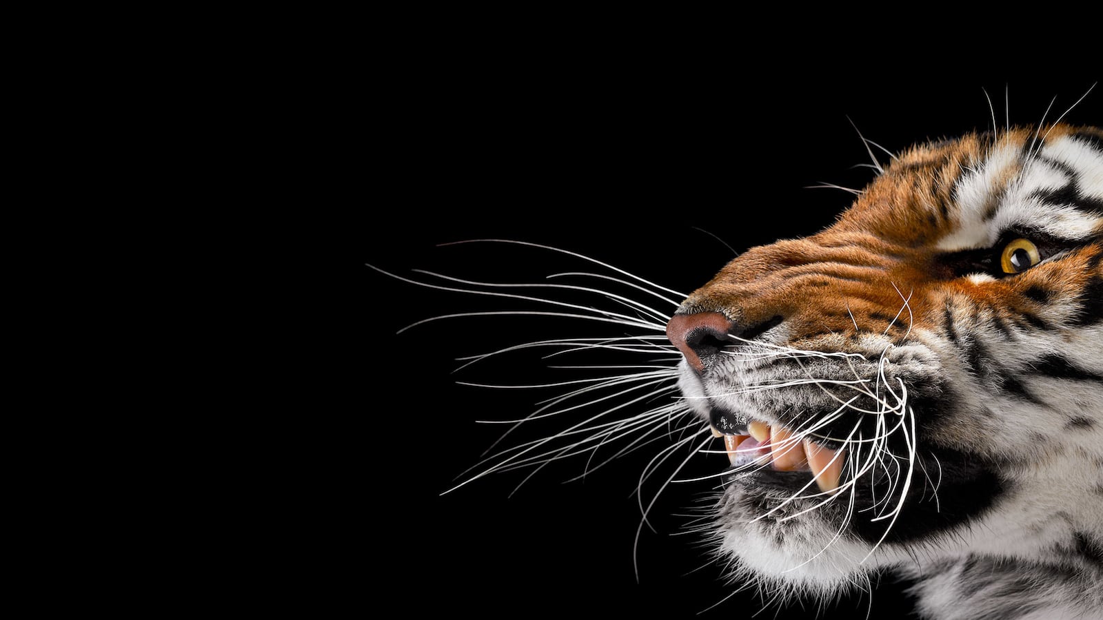 galleries/2014/08/09/when-wild-animals-pose-for-a-portrait-photos/140808-wild-tiger_rkyawz