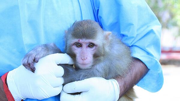 cheats/2013/02/04/iran-we-did-send-monkey-to-space/130204-iran-monkey-cheat_hmifpn