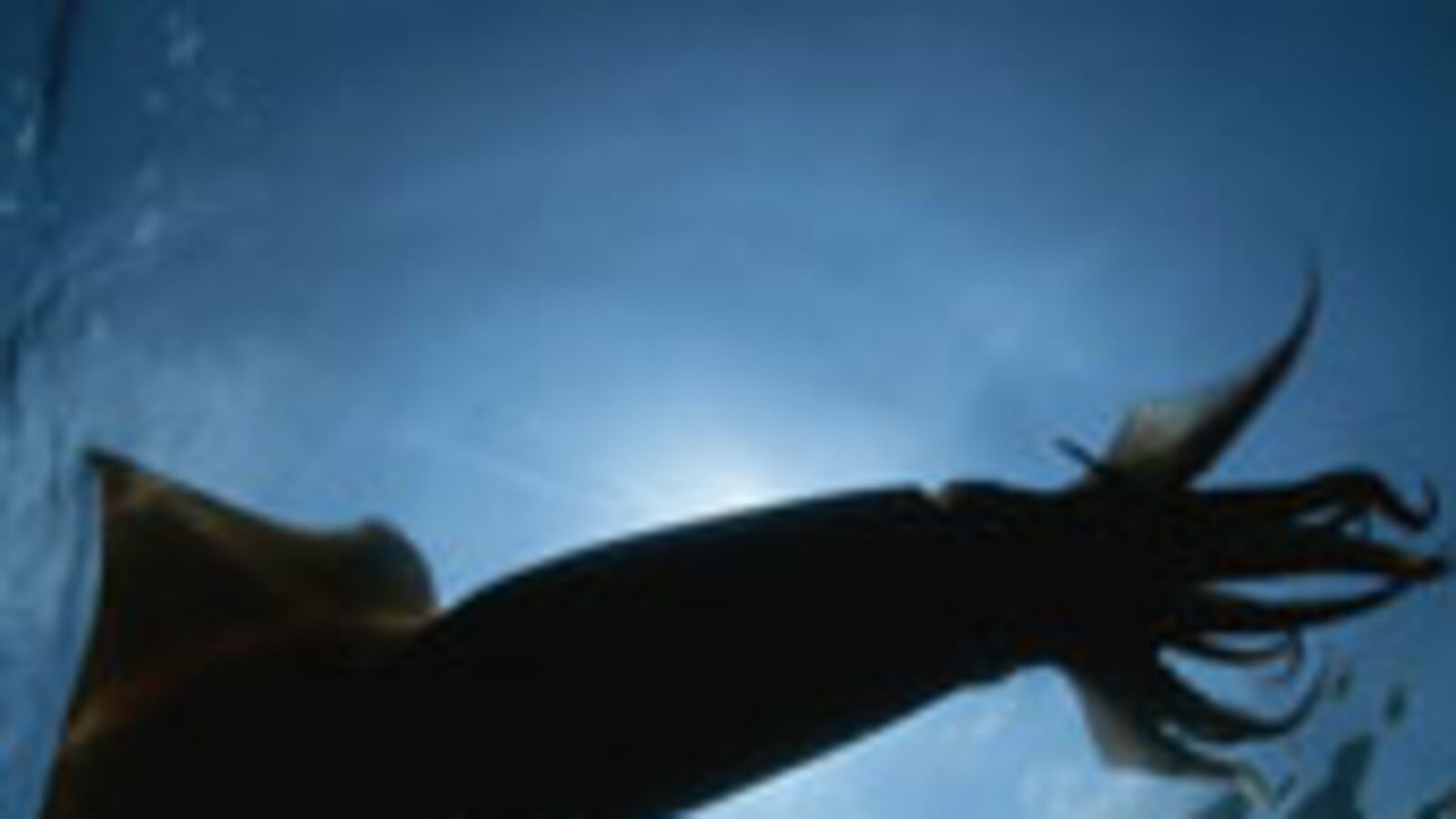 articles/2009/06/14/the-squid-and-the-whale-of-a-book/meno-the-great-perhaps_31911_thaajc