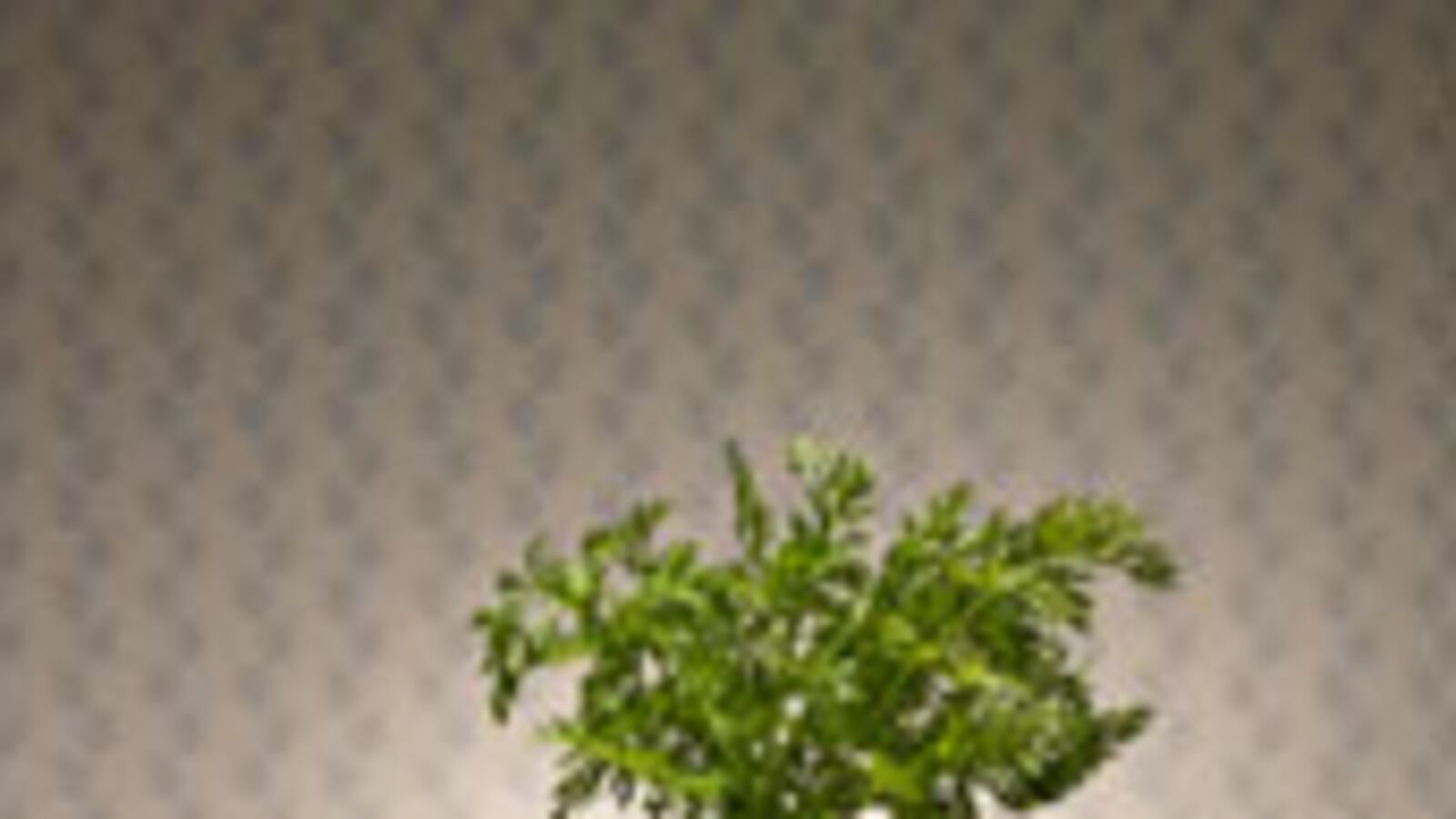 articles/2009/08/11/is-your-food-really-organic/goodbody-organics_42961_zlozdd