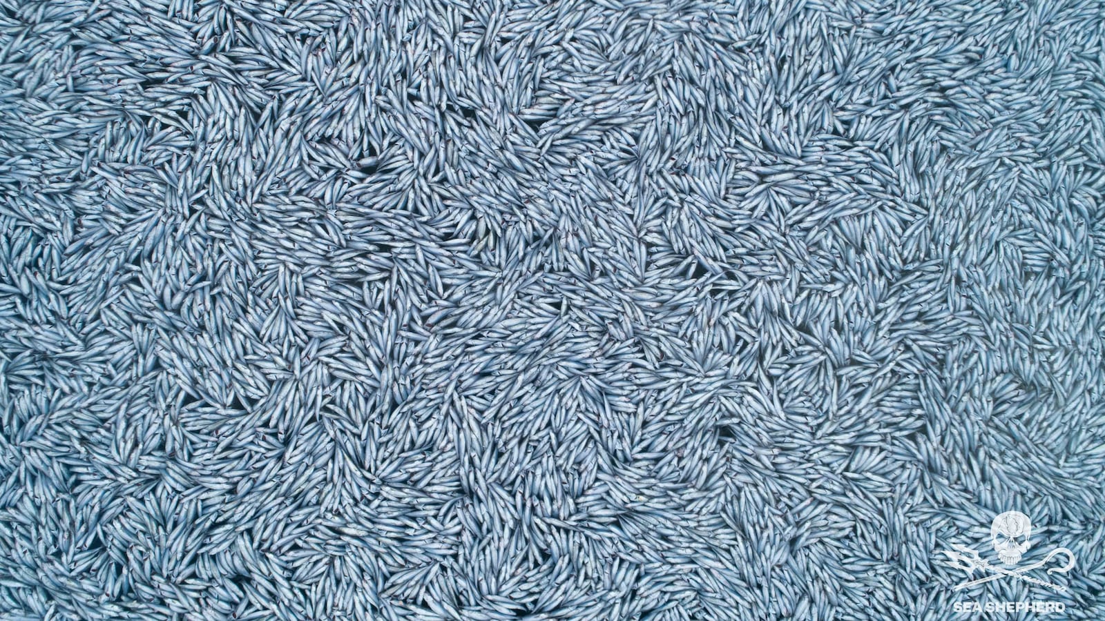 FKsKGqiXIAYNulz_i0bicd