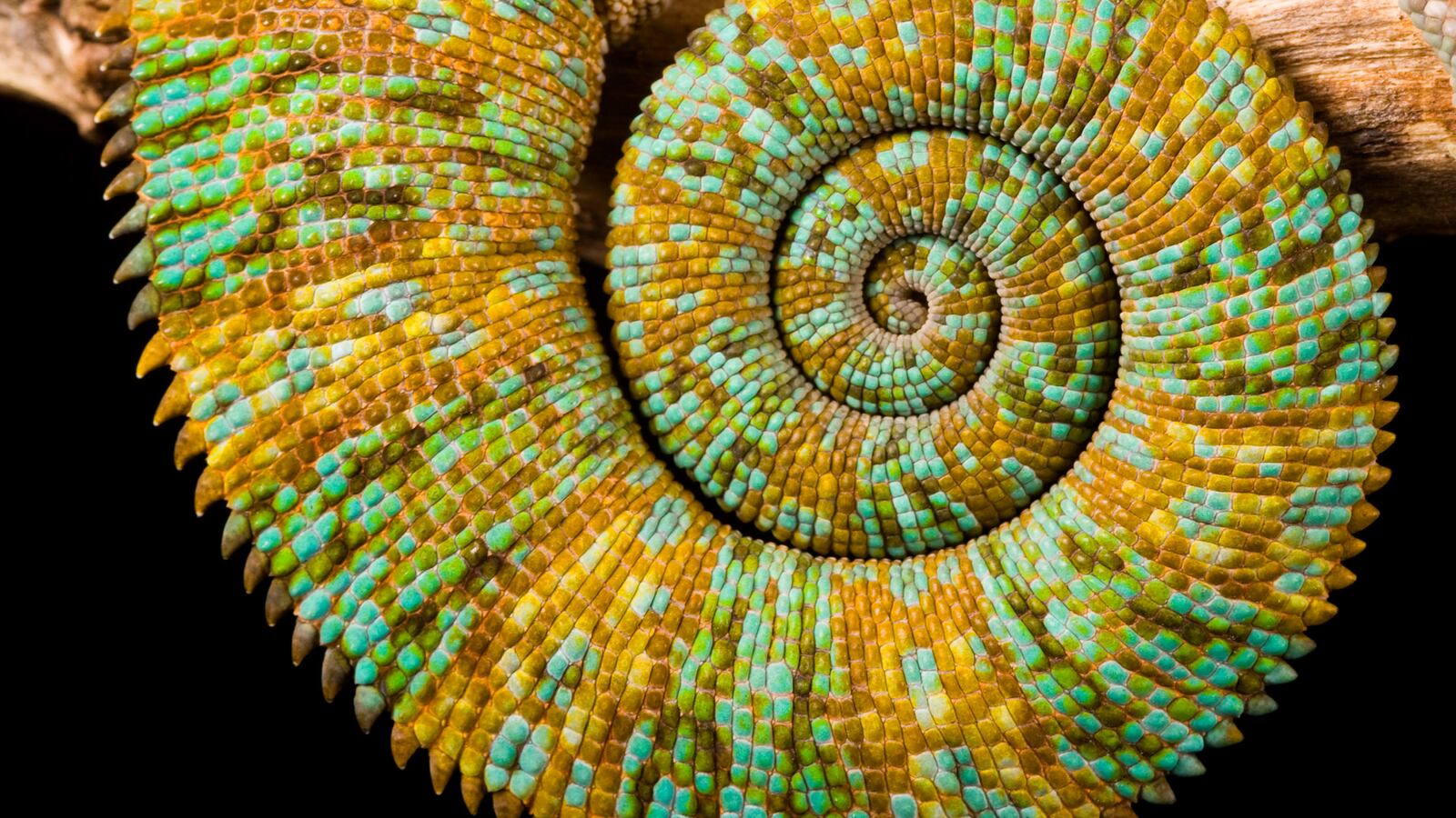 articles/2015/09/15/e-skin-that-changes-color-like-a-chameleon/150915-coolman-skin-tease_xzlzmq