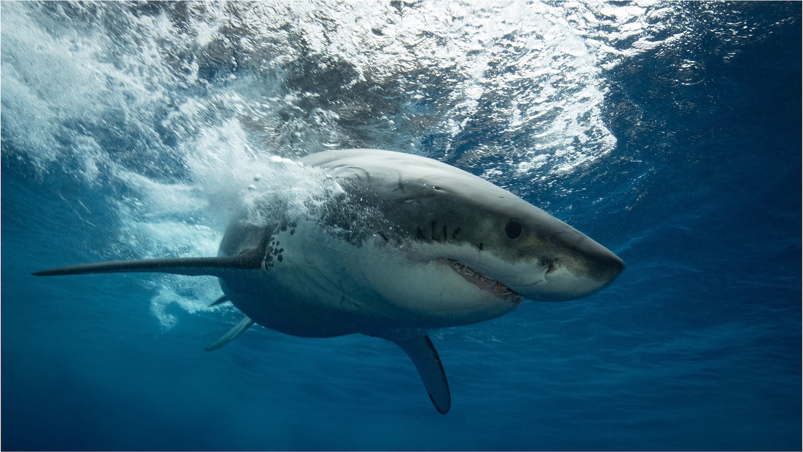 Great white shark stock image