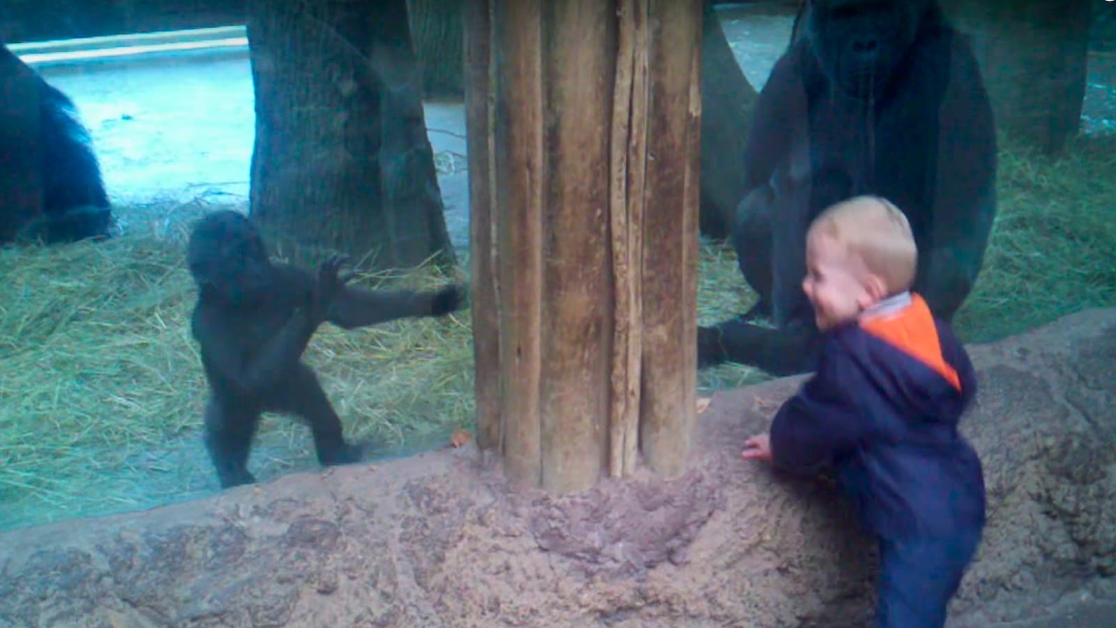 videos/2016/01/31/gorilla-human-kid-play-peek-a-boo-ftw/160201-joiner-gorillaplay_a2dl6m