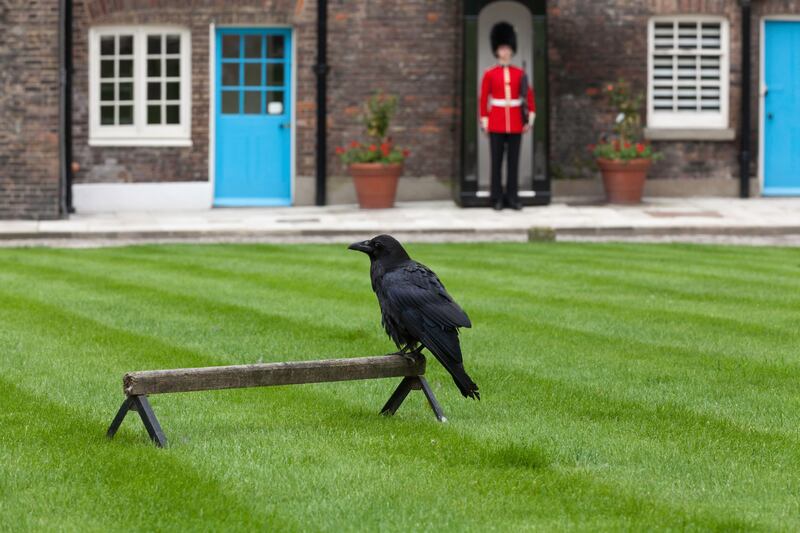 articles/2016/05/29/shoelace-ironing-and-corner-free-sandwiches-the-weird-royal-traditions-that-just-won-t-die/160528-sykes-british-embed-3_rcc2le