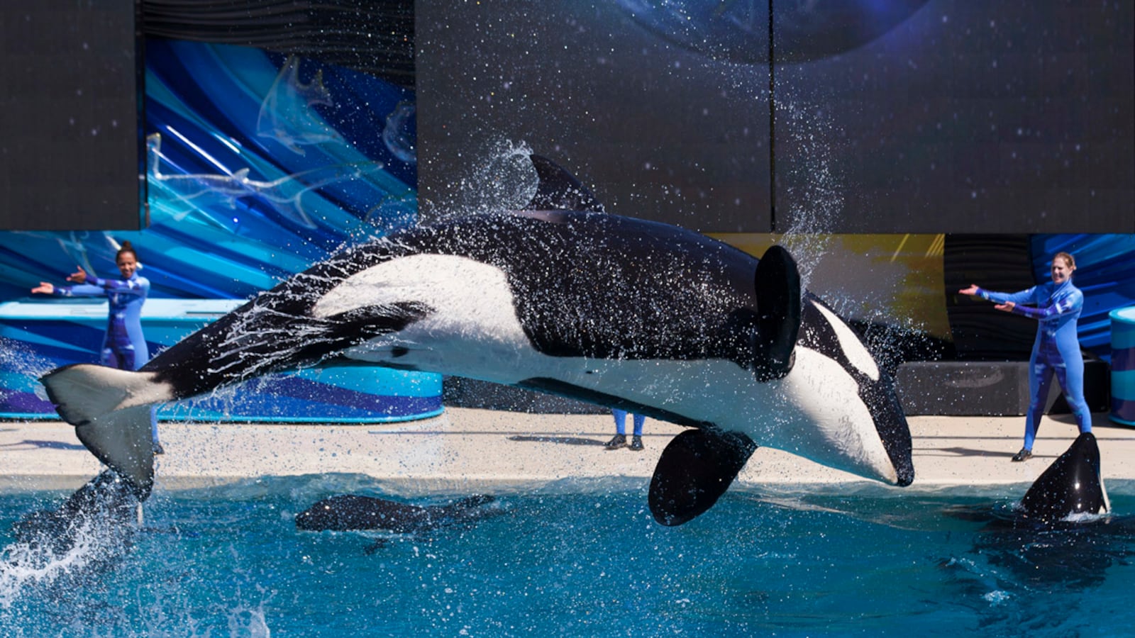 cheats/2016/03/17/seaworld-to-stop-keeping-killer-whales/160317-killer-whale-cheat_mpozfq