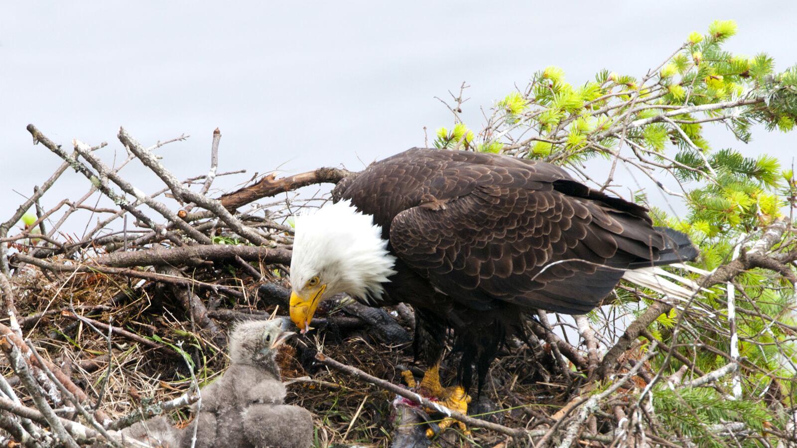 articles/2014/11/02/he-faces-jail-for-rescuing-baby-eagles/141030-daly-eagle-tease_a8ch4i