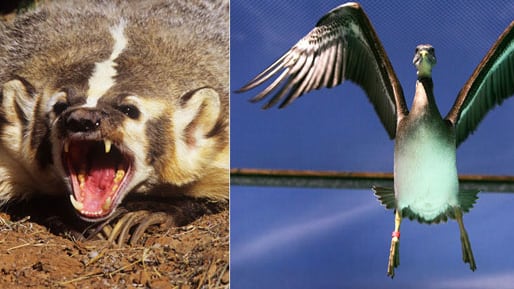galleries/2010/04/22/animal-face-offs/animal-face-off---badger-pelican_yorzlx