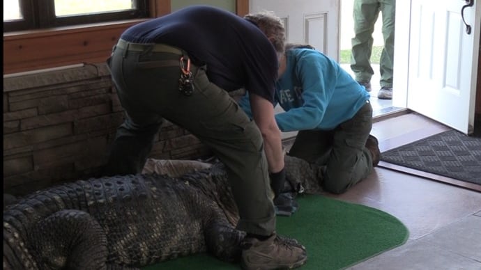 Environmental police seized a 750-pound alligator from a home in Hamburg, New York.