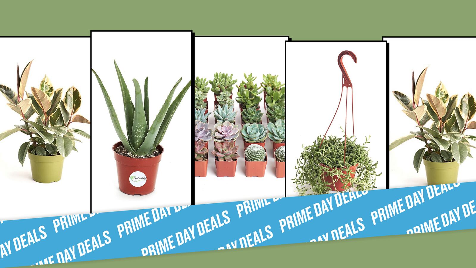 plants-prime-day_ejnzrv