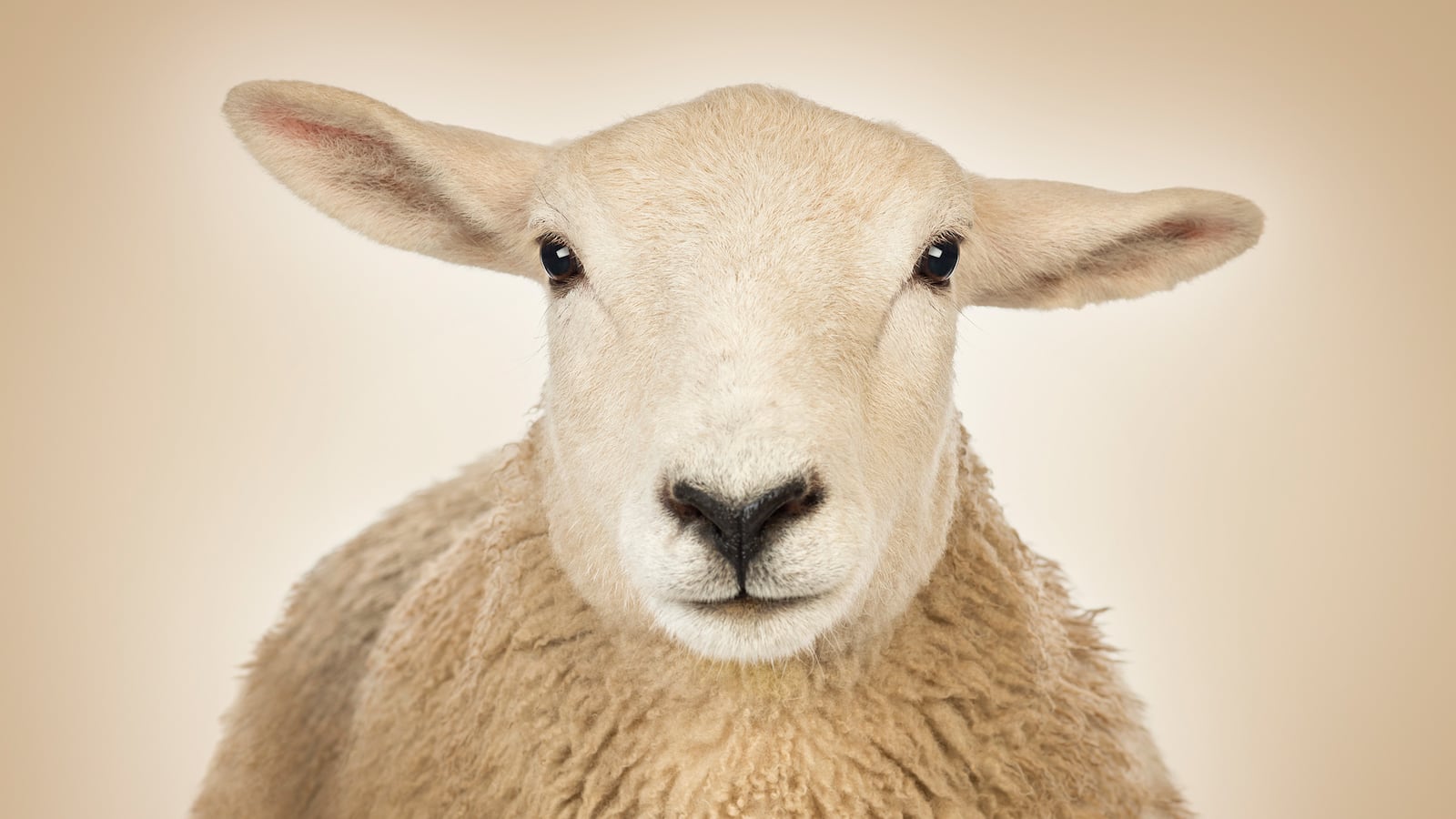 articles/2015/06/24/are-devil-worshippers-slaughtering-british-sheep/150624-sykes-sheep-tease_ihirae