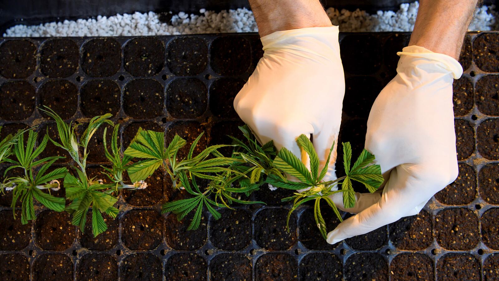 190531-conversation-cbd-tease_bafpgk