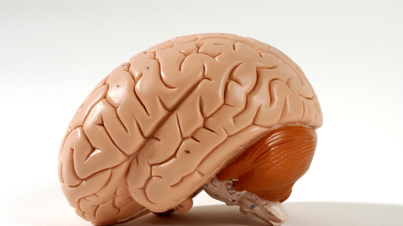 articles/2012/10/19/can-science-spot-a-pedophile-research-zeroes-in-on-brain-abnormalities/shapiro-pedophile-brain-tease_tx7k19