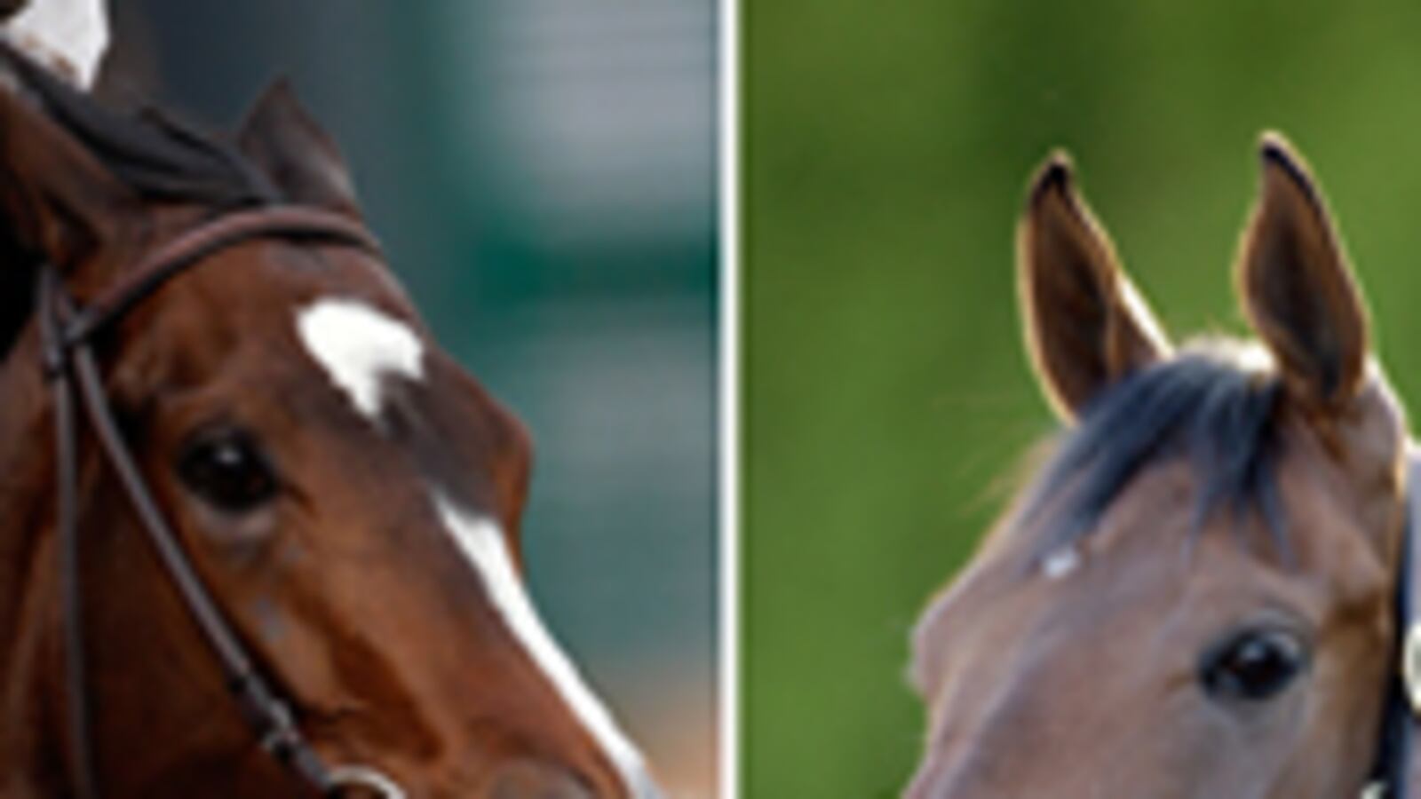 articles/2009/06/04/can-these-two-horses-save-racing/denton-mine-the-bird-horse-racing_29596_ockv1u