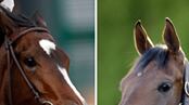 articles/2009/06/04/can-these-two-horses-save-racing/denton-mine-the-bird-horse-racing_29596_ockv1u