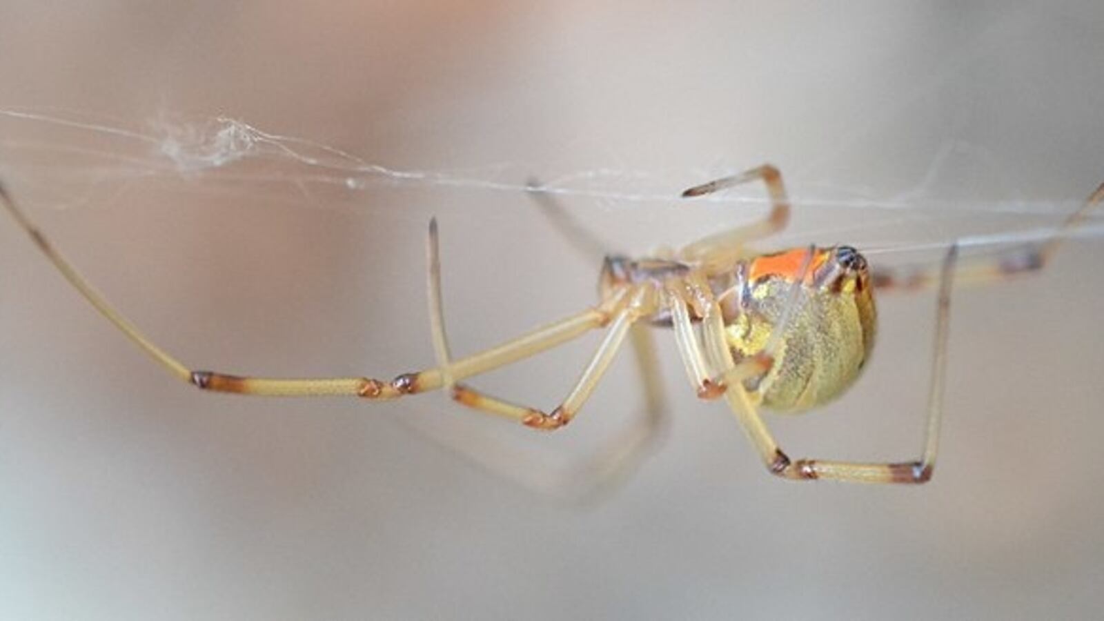 A brown widow spider moves on a spider web.