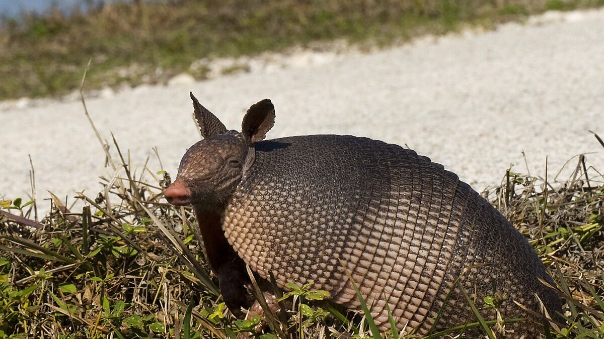 cheats/2011/10/22/suspect-on-the-loose-in-armadillo-attack/armadillo-attack-cheat_b7vfwq