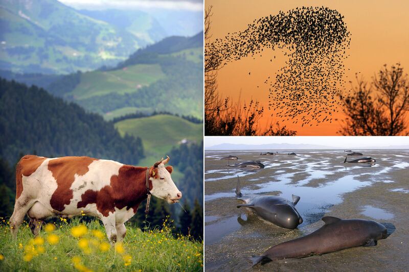 galleries/2012/10/02/starlings-dive-bomb-the-autobahn-more-animal-suicides-photos/animal-suicides-tease_iutb2b