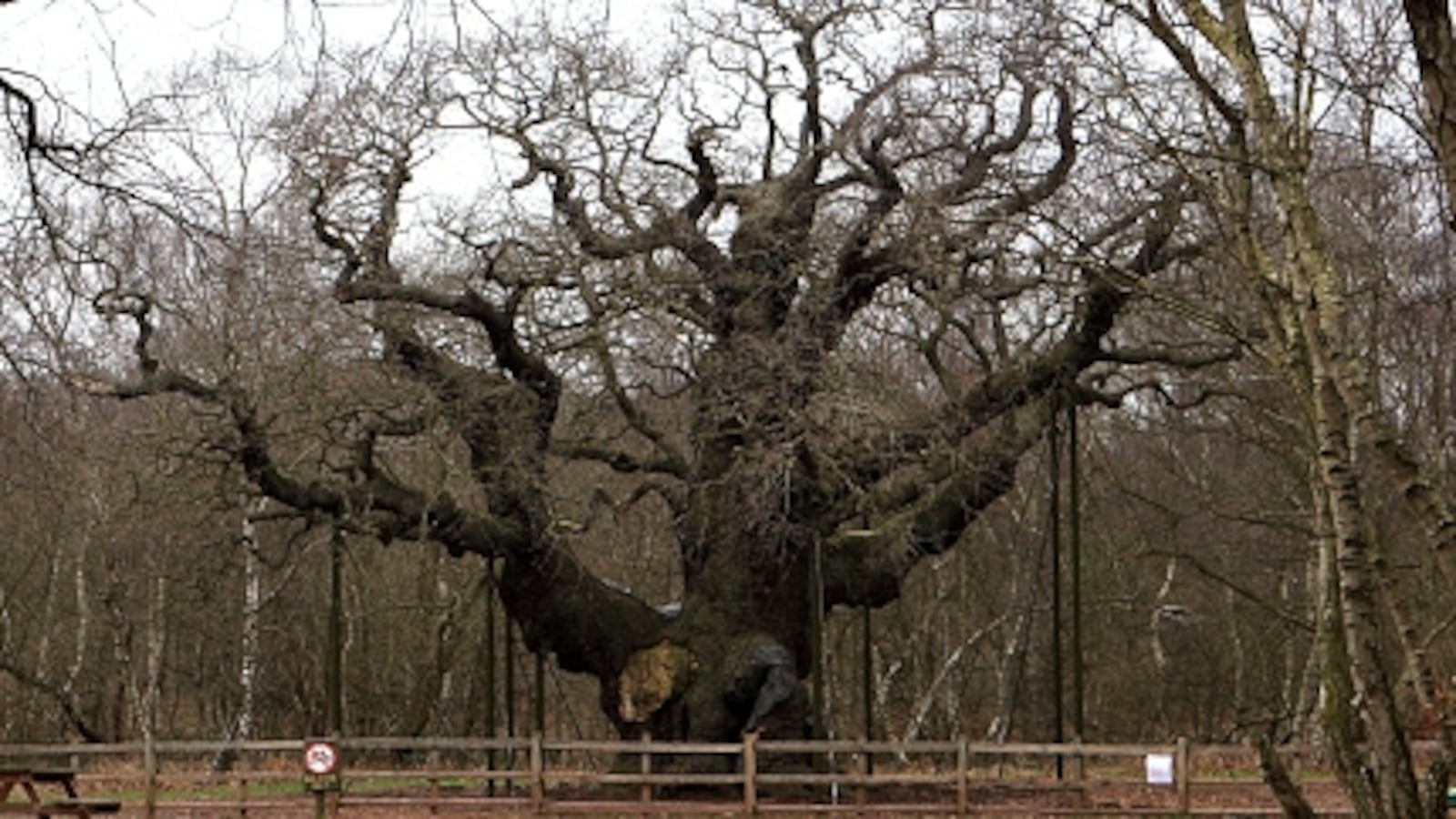 A general view of the Major Oak at Sherwood Forest