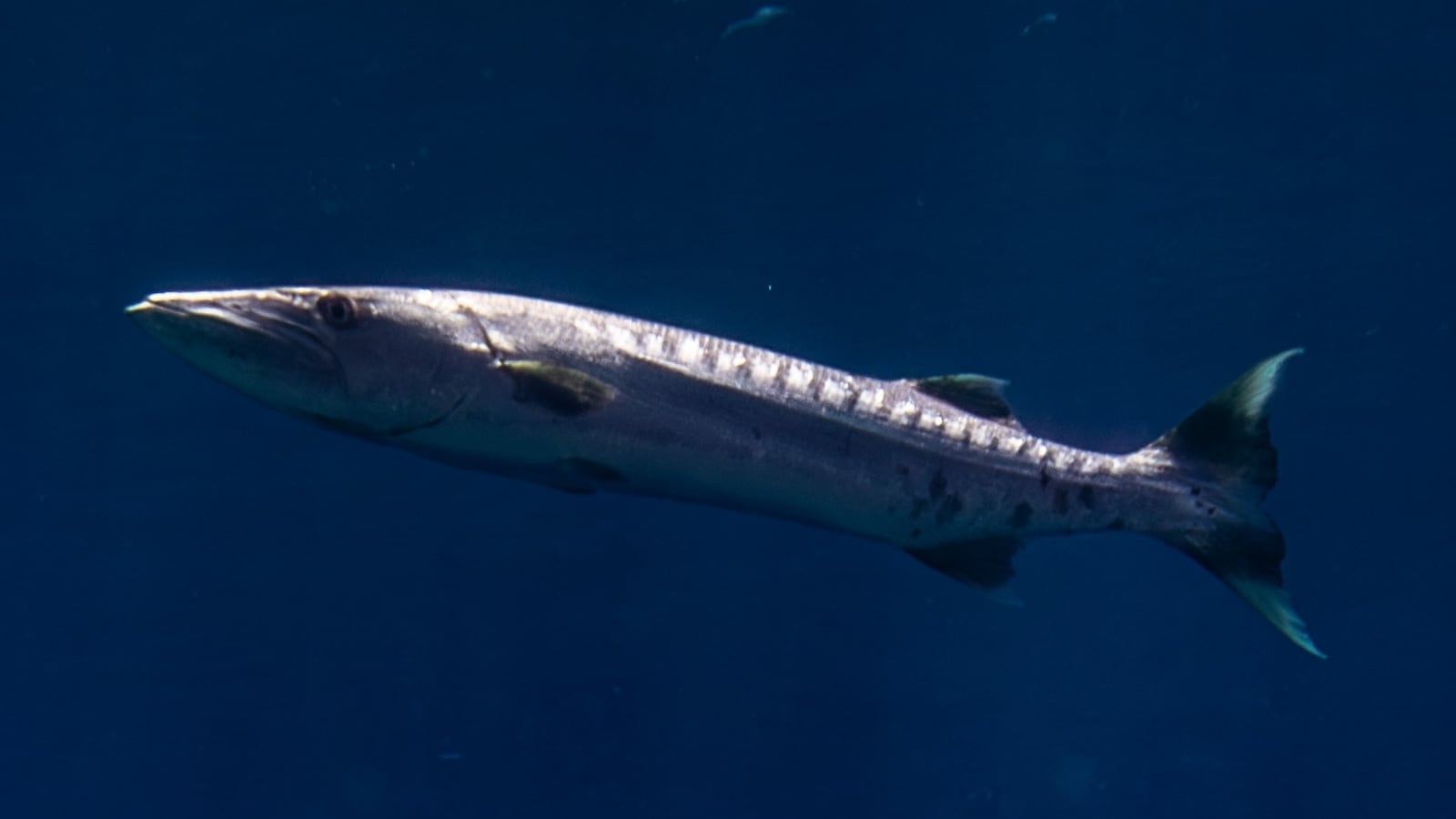 SHARM EL-SHEIKH, EGYPT - MAY 28: A barracuda is seen in the crystal-clear waters of the Red Sea in Sharm El-Sheikh, Egypt, on May 28, 2026. Stretching from the Giza Plateau, home to thousands of years of pharaonic heritage, to the colorful underwater world of the Red Sea, Egypt offers visitors the unique opportunity to trace one of humanity's oldest civilizations and explore one of the world's richest marine ecosystems on the same journey. The coastal city of Sharm El-Sheikh attracts diving enthusiasts from all over the world year-round, showcasing vibrant coral reefs, hundreds of fish species, and diverse marine life. (Photo by Sebnem Coskun/Anadolu via Getty Images)