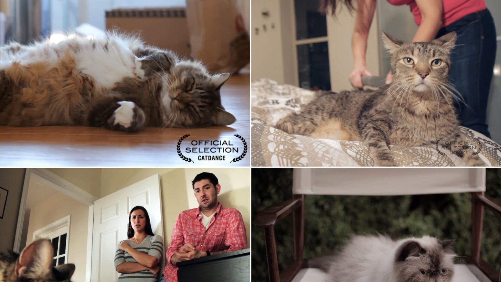 articles/2013/01/23/catdance-film-festival-the-7-most-hilarious-shorts-video/130122-catdance-selections-video-tease_tmz3q8