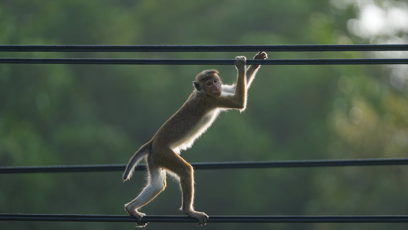A toque macaque walks on the electric wires in Habarana, Sri Lanka, on February 7, 2025.