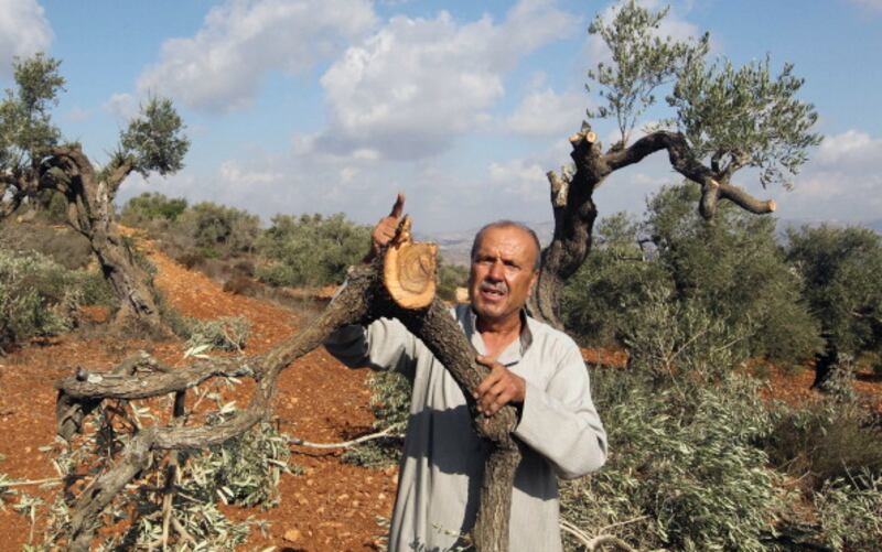 articles/2012/11/01/the-palestinian-olive-harvest-and-the-talmud/palestinian-olive-openz_wbtikn