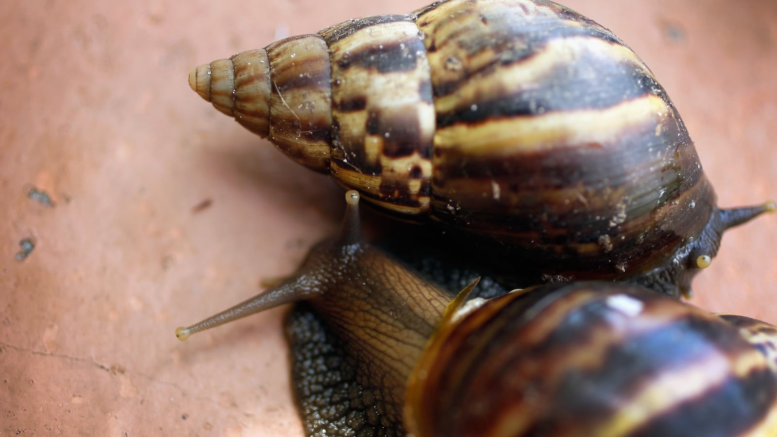 cheats/2013/04/15/giant-rat-sized-snails-invade-florida/130415-snails-florida-cheat_ngh1dr