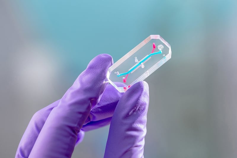 A gloved hand holds a clear board with blue and pink lines of cell cultures.
