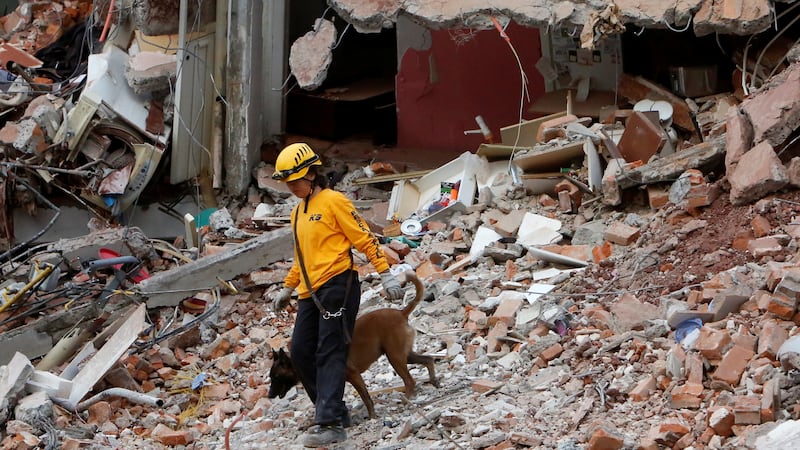 170925-Rescue-dogs-mexico-gal-05_knmtim