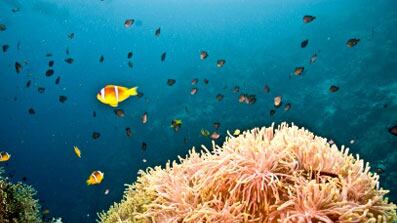 cheats/2009/01/06/bush-the-conservationist/ocean_gpgnd2