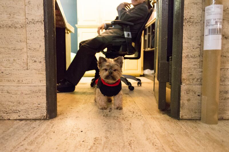 galleries/2015/02/22/inside-the-posh-life-of-a-new-york-yorkie-photos/150220-bear-dog-02_mwyuoq