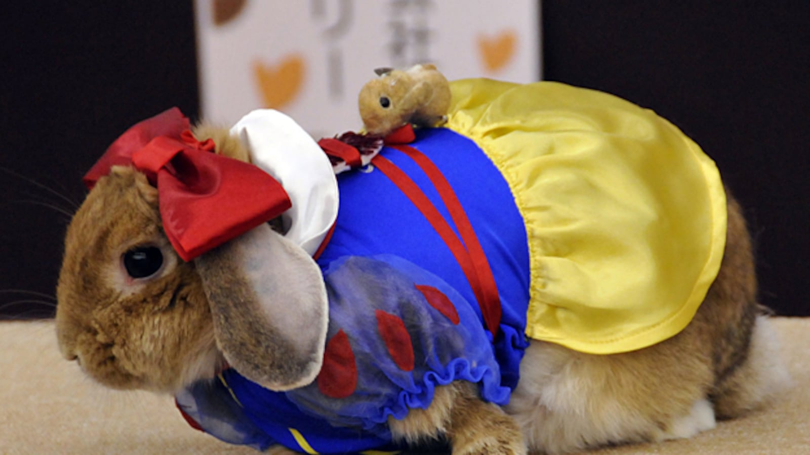 galleries/2011/04/21/rabbits-in-costumes/rabbits-in-costume-5_jrtdus