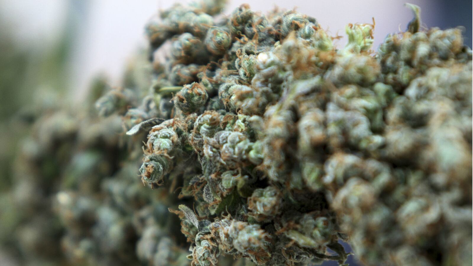 cheats/2014/08/27/feds-seek-12-acres-of-pot-for-research/140827-marijuana-cheat_isyikm