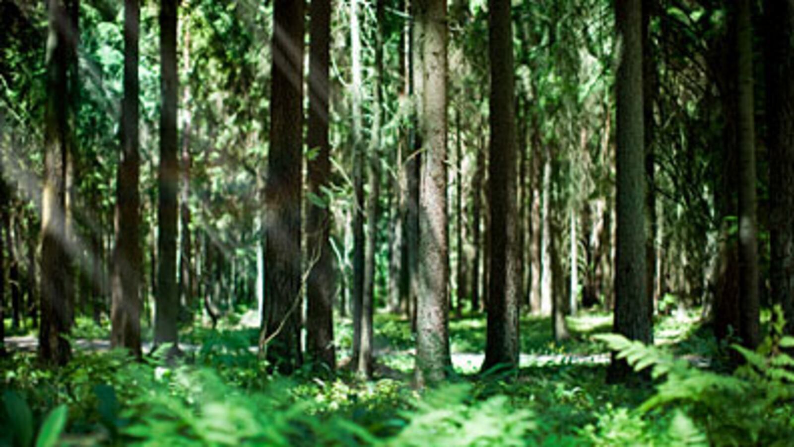cheats/2008/10/10/south-americarsquos-secret-forests/weekend-secret-forests_rxwvgl