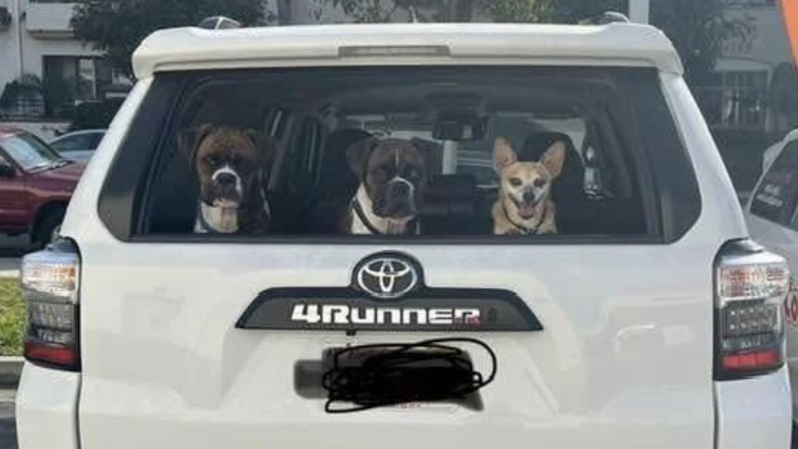 Three dogs are pictured through a car's backseat window.
