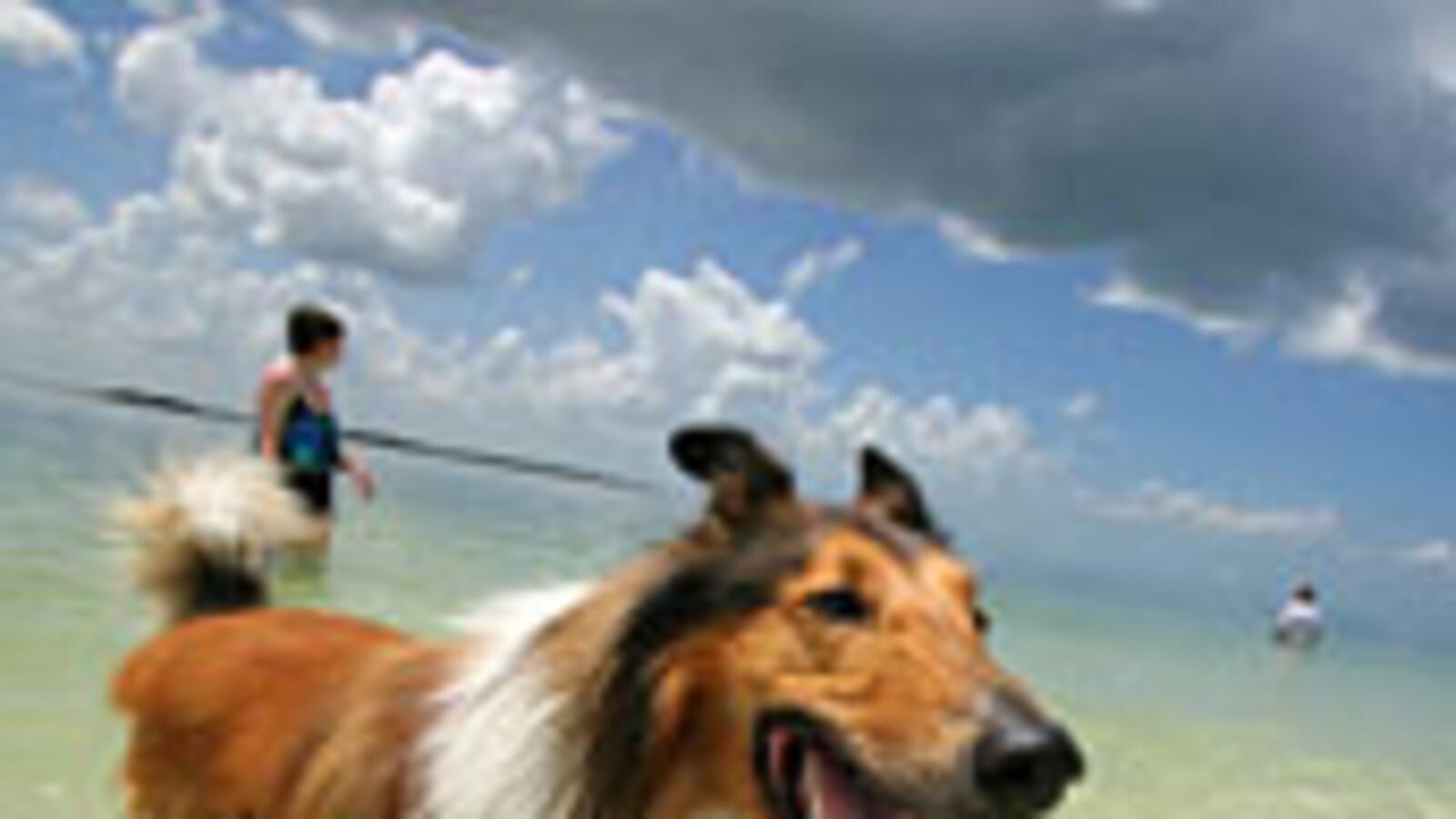 articles/2009/03/31/mans-only-friend/schaffer-dogs-excerpt_20115_kxo8rb