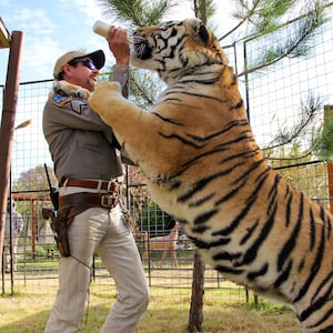 200409-bradley-tigerking-tease_cbzyk0