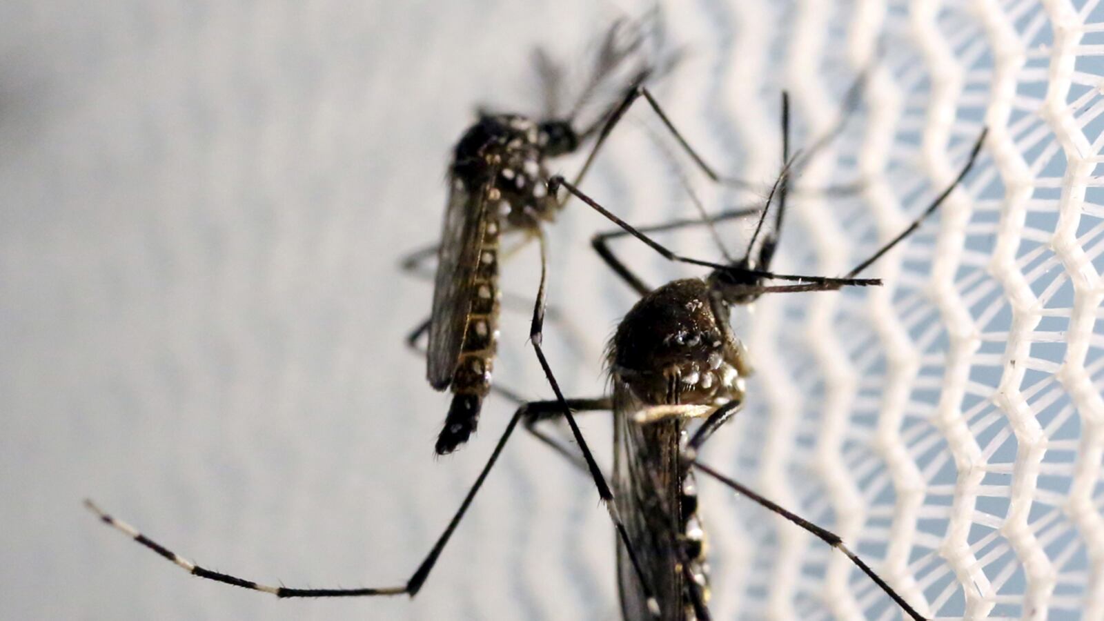 cheats/2016/09/28/utah-man-may-have-gotten-zika-from-tears/160902-zika-virus-mosquito-cheat_dvckqw