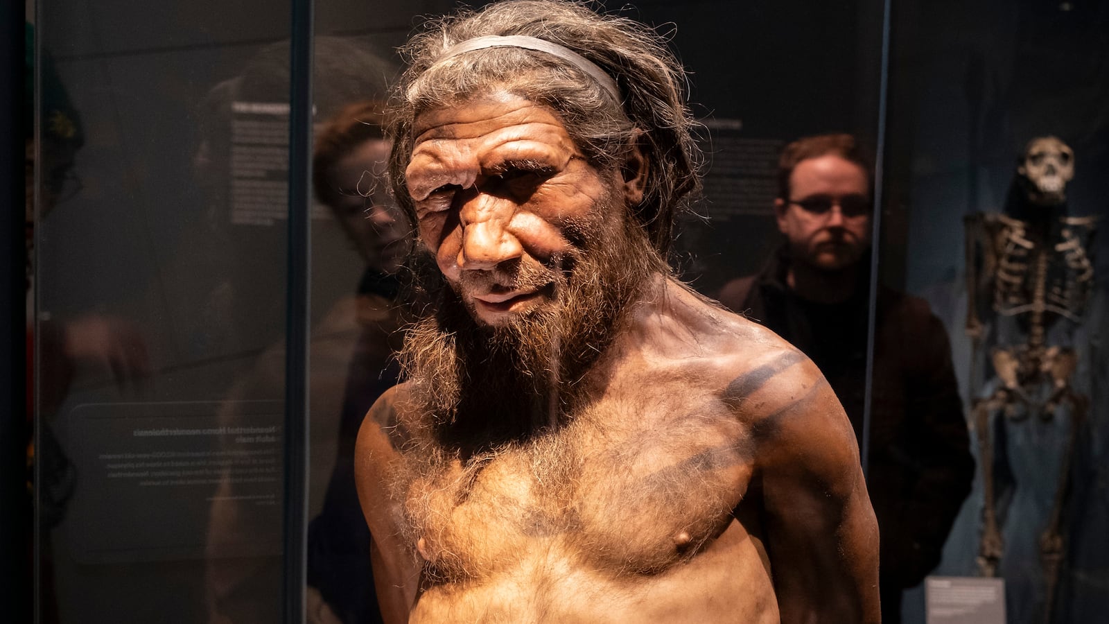 Neanderthal man at the human evolution exhibit at the Natural History Museum on 6th January 2026 in London, United Kingdom. The museum exhibits a vast range of specimens from various segments of natural history. The museum is home to life and earth science specimens comprising some 80 million items within five main collections: botany, entomology, mineralogy, paleontology and zoology. The museum is a centre of research specialising in taxonomy, identification and conservation. (photo by Mike Kemp/In Pictures via Getty Images)