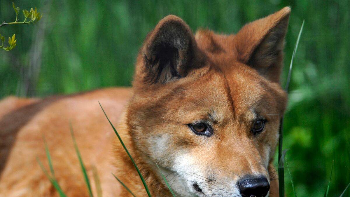 cheats/2012/07/28/german-tourist-mauled-by-dingo/dingo-attack-queensland-cheat_ttftiy