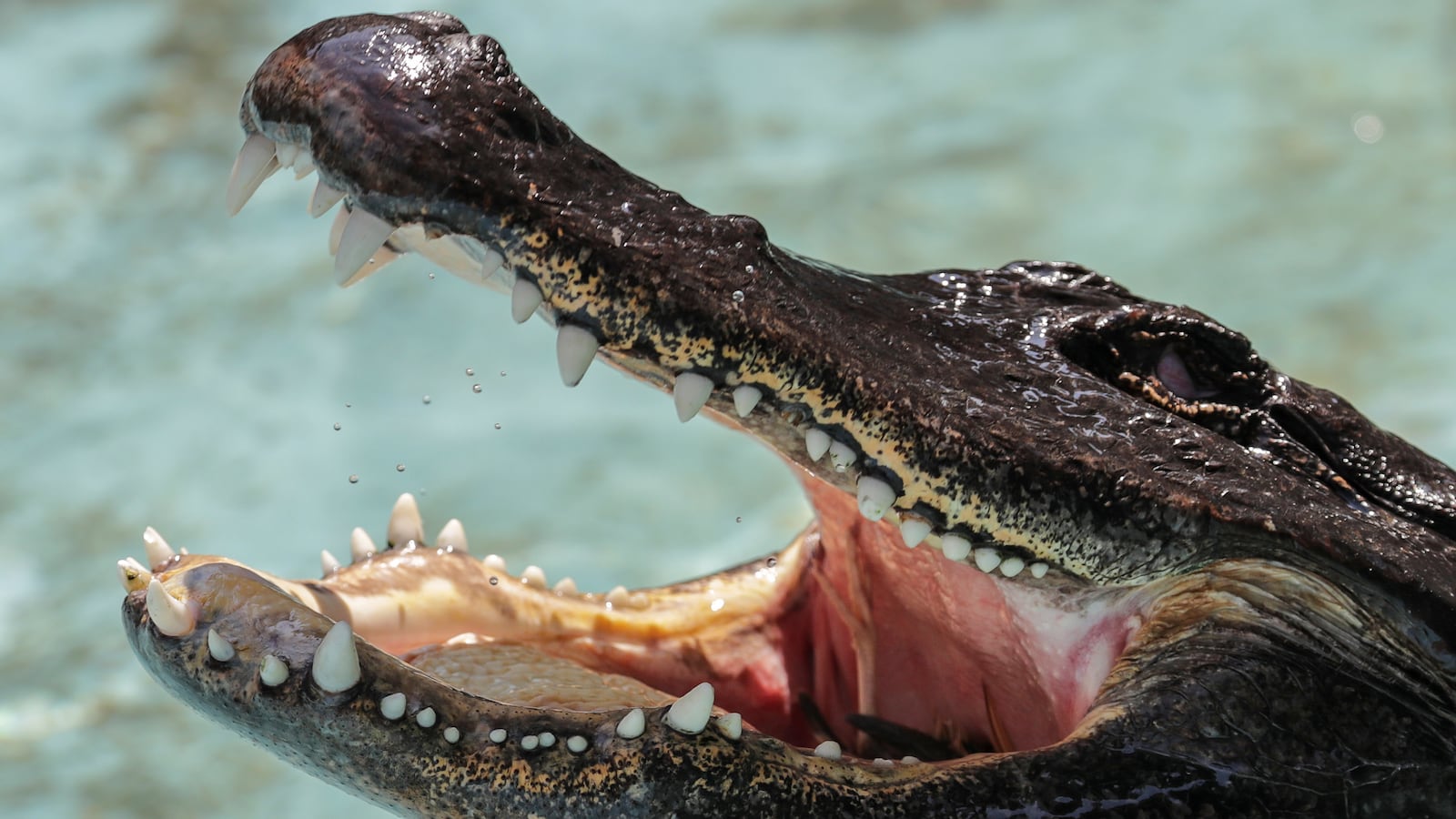 An alligator named Muja eats a quail in its enclosure in Belgrade's Zoo, Serbia