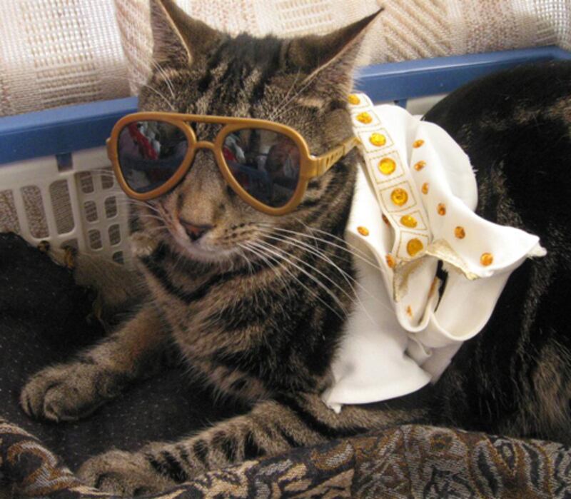 galleries/2010/10/28/cats-in-costume/cats-in-costume-8_b3401x