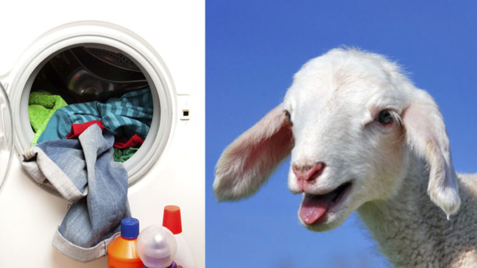 galleries/2010/05/22/animal-products/animal-products---fabric-softener_yedcgu