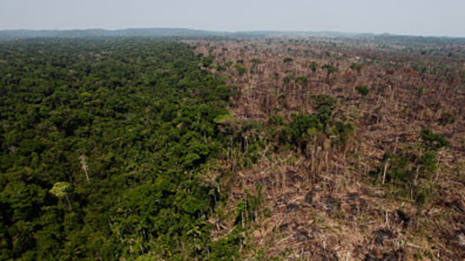 cheats/2009/12/16/copenhagen-reaches-deal-on-forests/forest-copenhagen_rrxury
