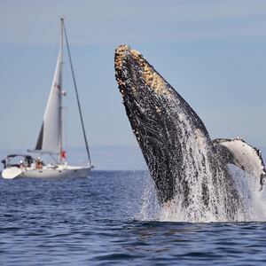 190512-ross-baja-california-1_reiwk9