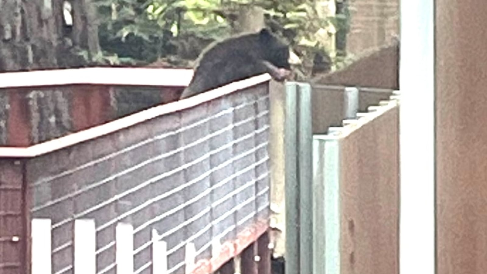 A wild bear that sneaked into Sequoia Park Zoo